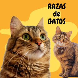 Razas de Gatos