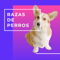 Razas de Perros